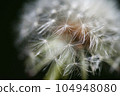 From a macro perspective, it looks like fluffy dandelion fluff. From a macro perspective, it looks like fluffy dandelion fluff. 104948080