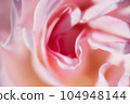 Petal rose petals Petal rose petals 104948144