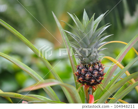 可愛的菠蘿果實 可愛的菠蘿果實 104948211