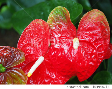 紅掌花和鮮紅的葉子 104948212