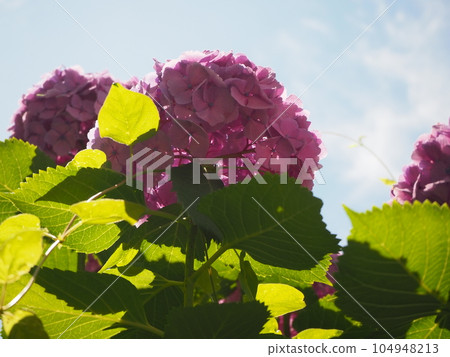 粉紅繡球 粉紅繡球 104948213