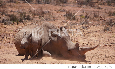 White rhino and calf sleeping in mud and sun South Africa African endanger big five animal 104948280