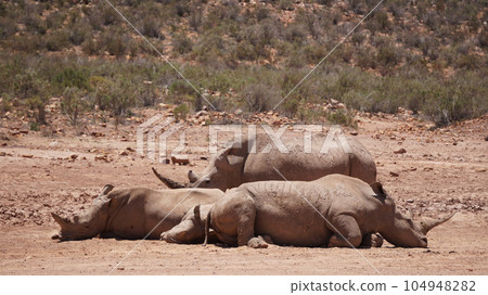 White rhino and calf sleeping in mud and sun South Africa African endanger big five animal 104948282