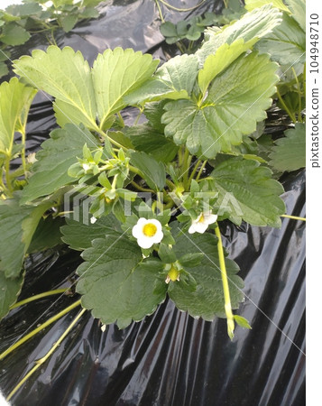 白色草莓花 104948710