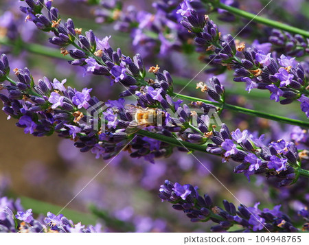 Honeybees sucking lavender honey Honeybees sucking lavender honey 104948765