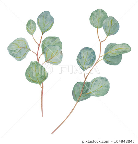 Eucalyptus branch watercolor hand drawn floral illustration. Botanical painting of greenery leaves are isolated. Good as an element in the decorative design of wedding invitations, greetings, textile 104948845