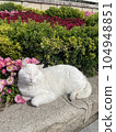 A white cat is laying down on the ground with garden background 104948851