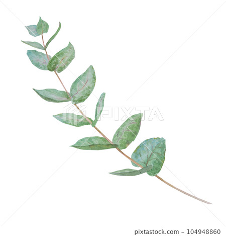 Eucalyptus branch watercolor hand drawn floral illustration. Botanical painting of greenery leaves are isolated. Good as an element in the decorative design of wedding invitations, greetings, textile Eucalyptus branch watercolor hand drawn floral illustration. Botanical painting of greenery leaves are isolated. Good as an element in the decorative design of wedding invitations, greetings, textile 104948860