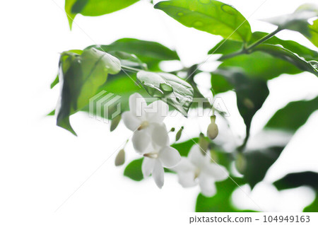 Andaman Satinwood, China Box Tree or Chinese Box wood or Orange Jessamine or rutaceae or Murraya paniculata and rain droplet Andaman Satinwood, China Box Tree or Chinese Box wood or Orange Jessamine or rutaceae or Murraya paniculata and rain droplet 104949163