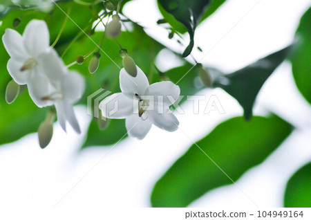 Andaman Satinwood, China Box Tree or Chinese Box wood or Orange Jessamine or rutaceae or Murraya paniculata and rain droplet Andaman Satinwood, China Box Tree or Chinese Box wood or Orange Jessamine or rutaceae or Murraya paniculata and rain droplet 104949164