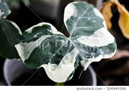 Albomarginata, Araceae or Schott or Xanthosoma sagittifolium or XANTHOSOMA or Mickey Mouse Plant 104949166