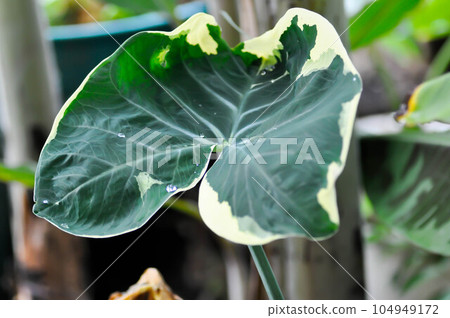 Albomarginata, Araceae or Schott or Xanthosoma sagittifolium or XANTHOSOMA or Mickey Mouse Plant Albomarginata, Araceae or Schott or Xanthosoma sagittifolium or XANTHOSOMA or Mickey Mouse Plant 104949172