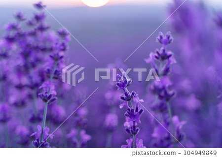 Lavender flower background. Violet lavender field sanset close up. Lavender flowers in pastel colors at blur background. Nature background with lavender in the field. Lavender flower background. Violet lavender field sanset close up. Lavender flowers in pastel colors at blur background. Nature background with lavender in the field. 104949849
