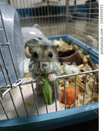 hamster photo 104950455
