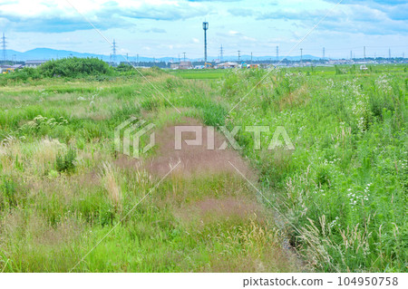 Beautiful rice plants growing in fallow land A nostalgic field Beautiful rice plants growing in fallow land A nostalgic field 104950758