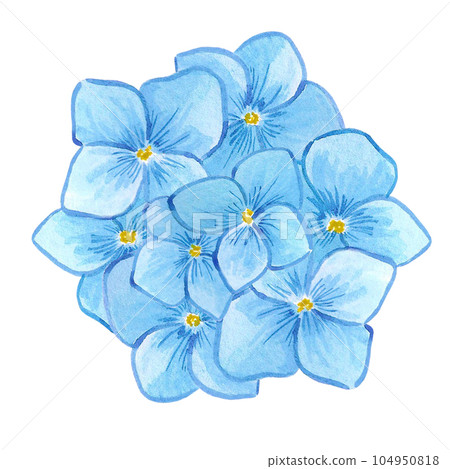 Hand drawn watercolor blue hortense flowers and buds isolated on white background. Can be used for label, banner, post card and other printed products. 104950818