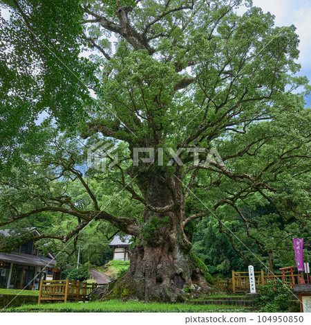 日本最大的樹 104950850