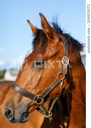 Muzzle of a red horse close-up Muzzle of a red horse close-up 104952071