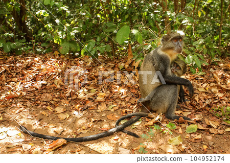 Sykes' monkey ( Cercopithecus albogularis ) - mother and baby sitting on ground, green bushes in background, Gede, Kenya Sykes' monkey ( Cercopithecus albogularis ) - mother and baby sitting on ground, green bushes in background, Gede, Kenya 104952174