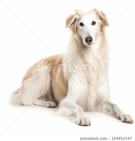 Russian borzoi dog portrait close-up isolated on white. Brave pet, loyal friend, good companion, hunting breed, 104952547