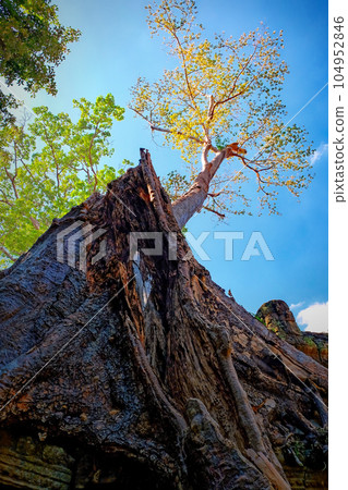 Image depicting a tall tree with white bark and yellow leaves set against a blue autumn sky. Image depicting a tall tree with white bark and yellow leaves set against a blue autumn sky. 104952846
