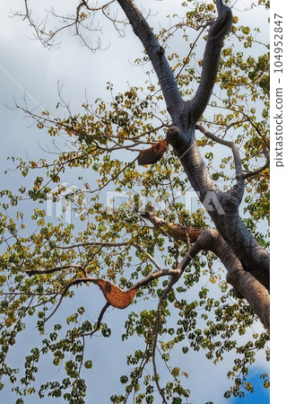 Image capturing wild bee nests situated at great heights on the branches of a tree. Image capturing wild bee nests situated at great heights on the branches of a tree. 104952847