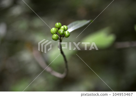 Miyamashikimi Miyamashikimi 104953467