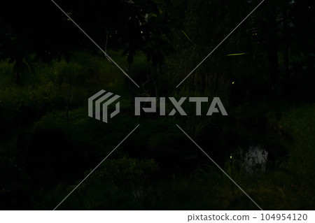 Hakushu Town, Hokuto City, "Firefly Shinsui Park" Fireflies dance in the summer evening 104954120