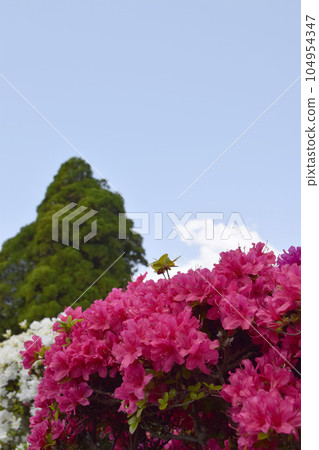 杜鵑花盛開 104954347