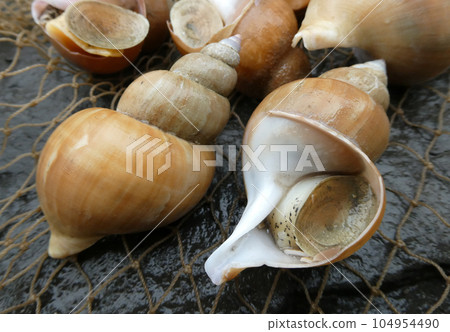 Photo of fresh whitebai shellfish 104954490