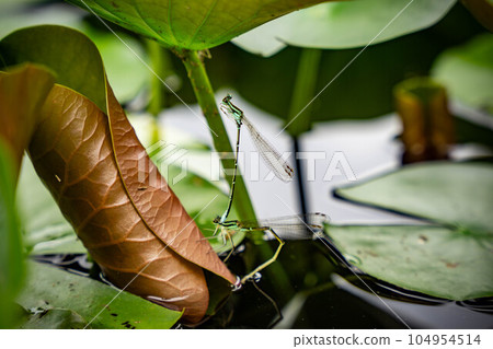 Sesji damselfly perched on a water lily leaf 104954514