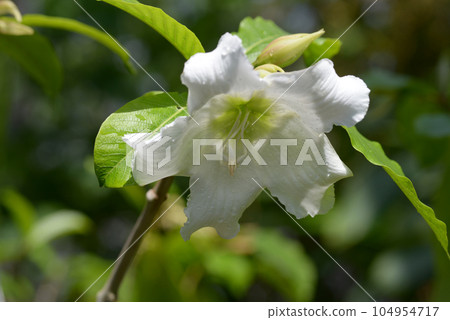 Beaumontir Murti Flora 104954717