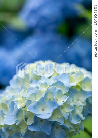 refreshing blue hydrangea refreshing blue hydrangea 104954809