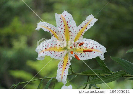 Wild lily flower, up (Suigo Prefectural Forest) 104955011