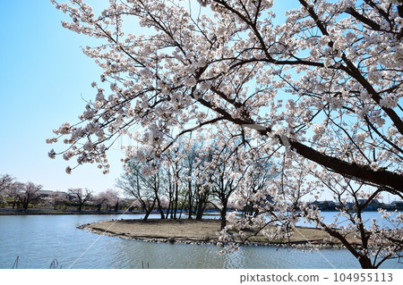 Cherry blossoms at Lake Hyoko (Niigata Prefecture) 104955113