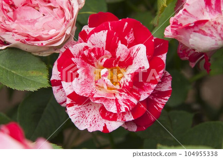 玫瑰(蔓藤花紋) 玫瑰(蔓藤花紋) 104955338