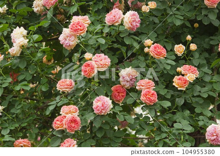 玫瑰(煉金術士) 玫瑰(煉金術士) 104955380