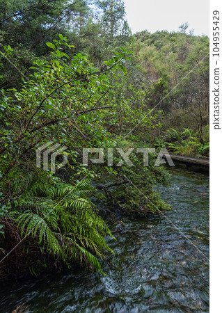 Pupu Springs,新西蘭金灣的透明泉水 Pupu Springs,新西蘭金灣的透明泉水 104955429