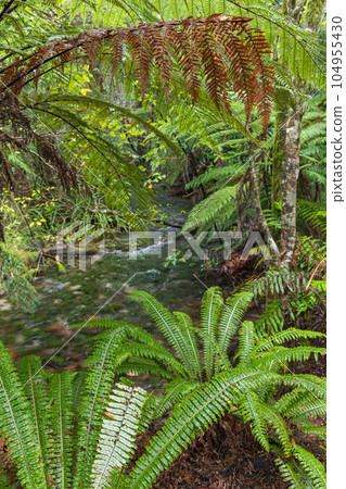 Pupu Springs,新西蘭金灣的透明泉水 Pupu Springs,新西蘭金灣的透明泉水 104955430
