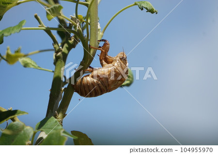 說到夏天,就想到了蟬 說到夏天,就想到了蟬 104955970