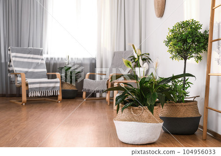 Beautiful potted plants in stylish room interior. Design elements 104956033