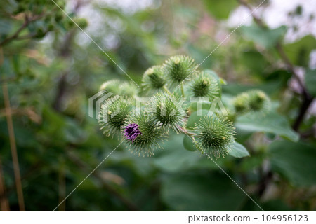 Closeup of purple thistle flower in a meadow 104956123