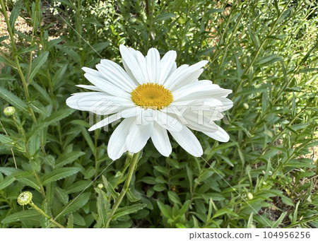 Shasta Daisy (lat.- Leucanthemum x superbum) Shasta Daisy (lat.- Leucanthemum x superbum) 104956256