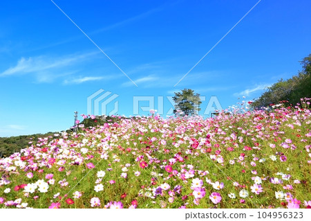 內山牧場大波斯菊花園 內山牧場大波斯菊花園 104956323