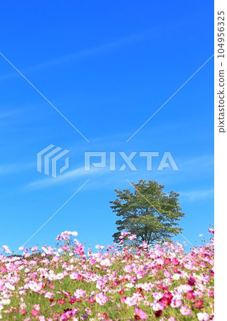 內山牧場大波斯菊花園 104956325