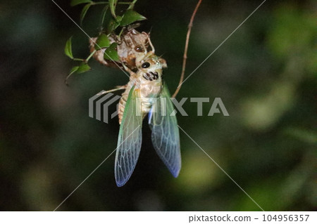 Freshly emerged cicada Freshly emerged cicada 104956357