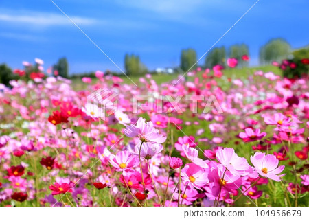 Cosmos cosmos in Echigo hilly park Cosmos cosmos in Echigo hilly park 104956679