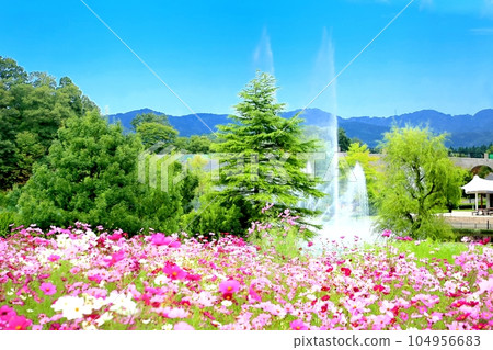 宇宙波斯菊在越後丘陵公園 宇宙波斯菊在越後丘陵公園 104956683