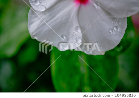 Vivid daily grass petals and beautiful water droplets 104956830