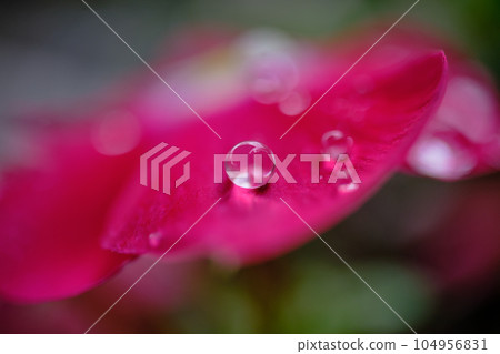 Vivid daily grass petals and beautiful water droplets 104956831